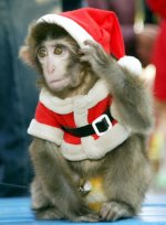 209312-monkey-dressed-in-santa-claus-outfit.jpg