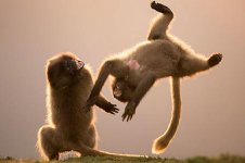 dancing-monkeys-pic-solent-image-3-639033408.jpg