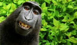 Monkey-selfie.jpg