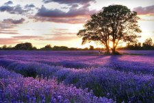 lavender-field-1.jpg