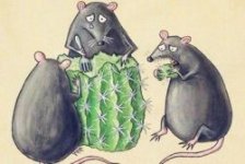 Мыши и кактус.jpg