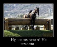 horse01_dm.jpg