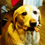 99px_ru_avatar_143258_palevij_labrador_s_sobachimi_lakomstvami_v_zubah.gif