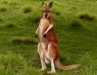 red-kangaroo_640x480.jpg