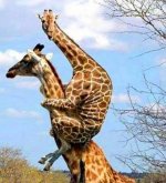 Жирафы.jpg