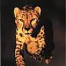 Gepard1