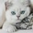 Котик Мартовский