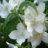 Jasmine
