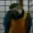 igraushii